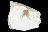 Kettneraspis Trilobite - Black Cat Mountain, Oklahoma #170291-1